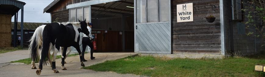 Hadlow female equine student taking horses into stables