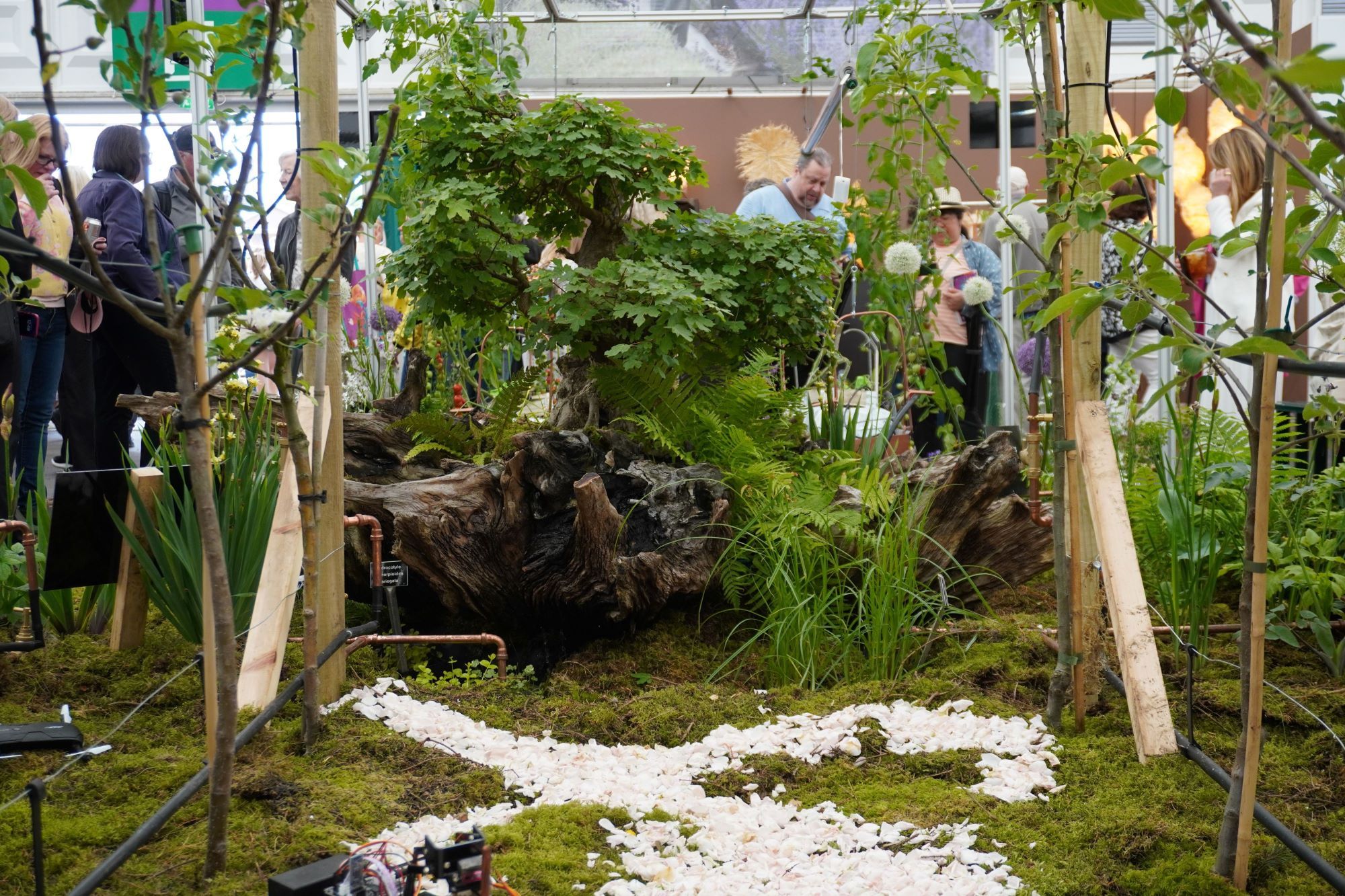 Chelsea Flower Show Hadlow College Exhibit 2024 v2