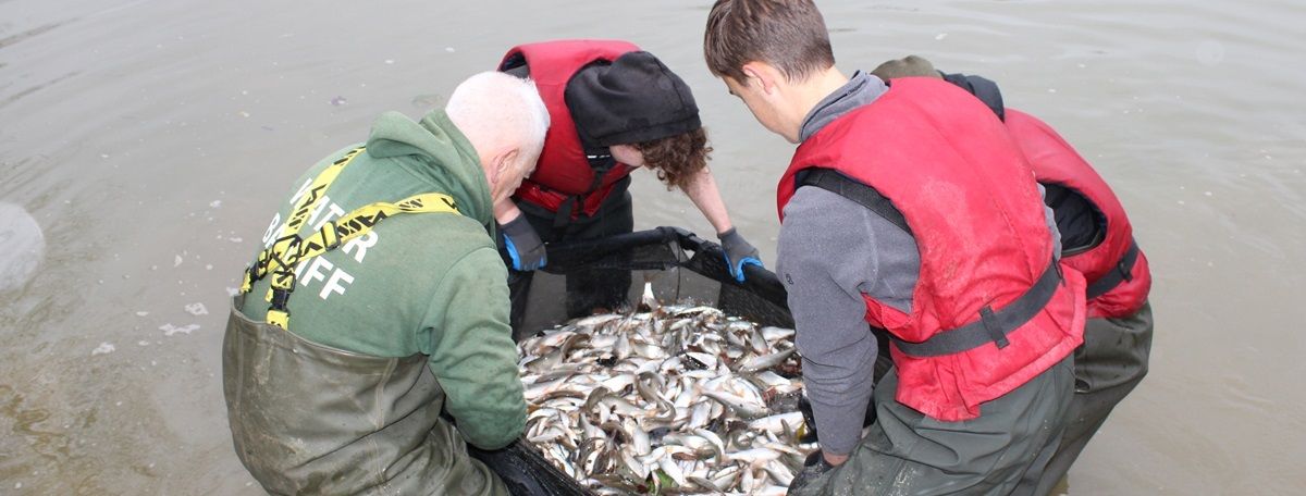 Students lifting net full of fish from water