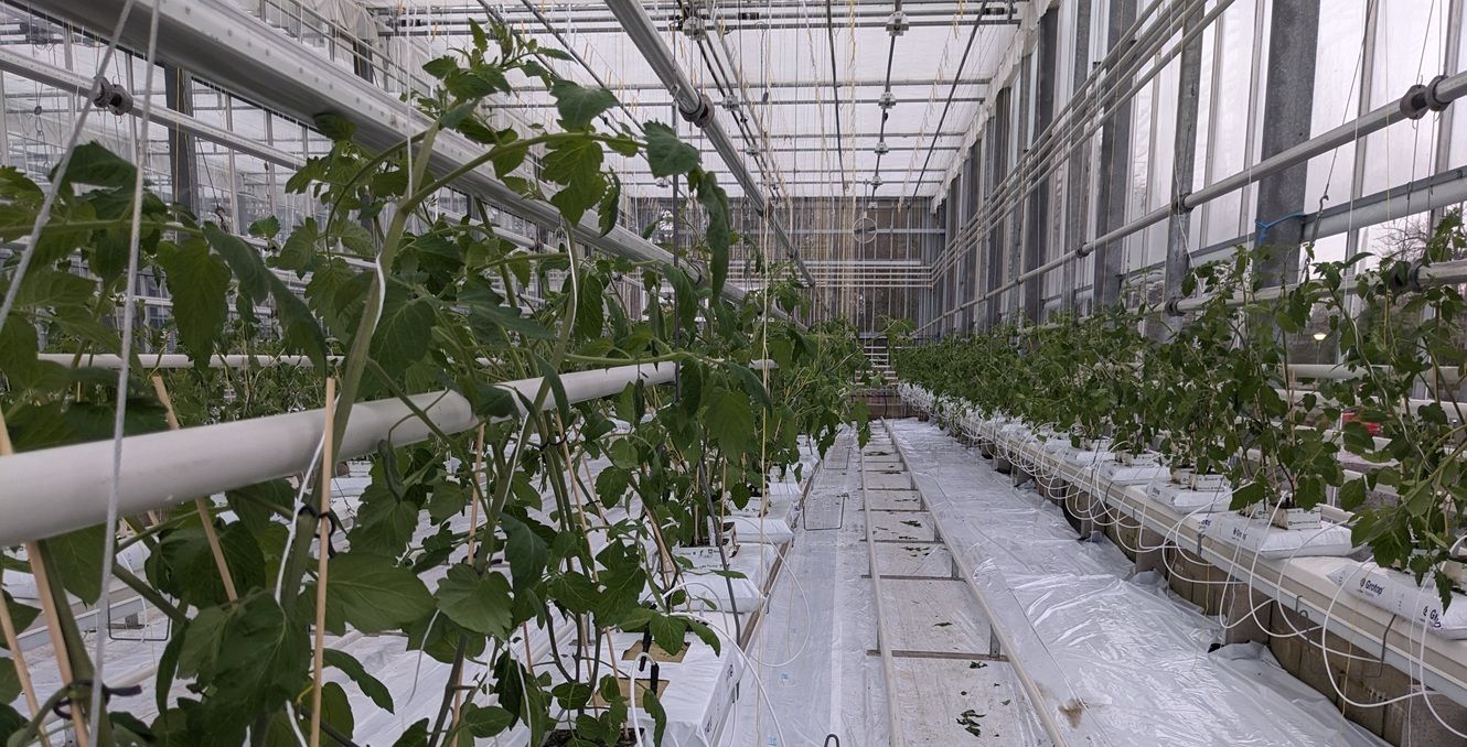 Tomatoes growing in glasshouse