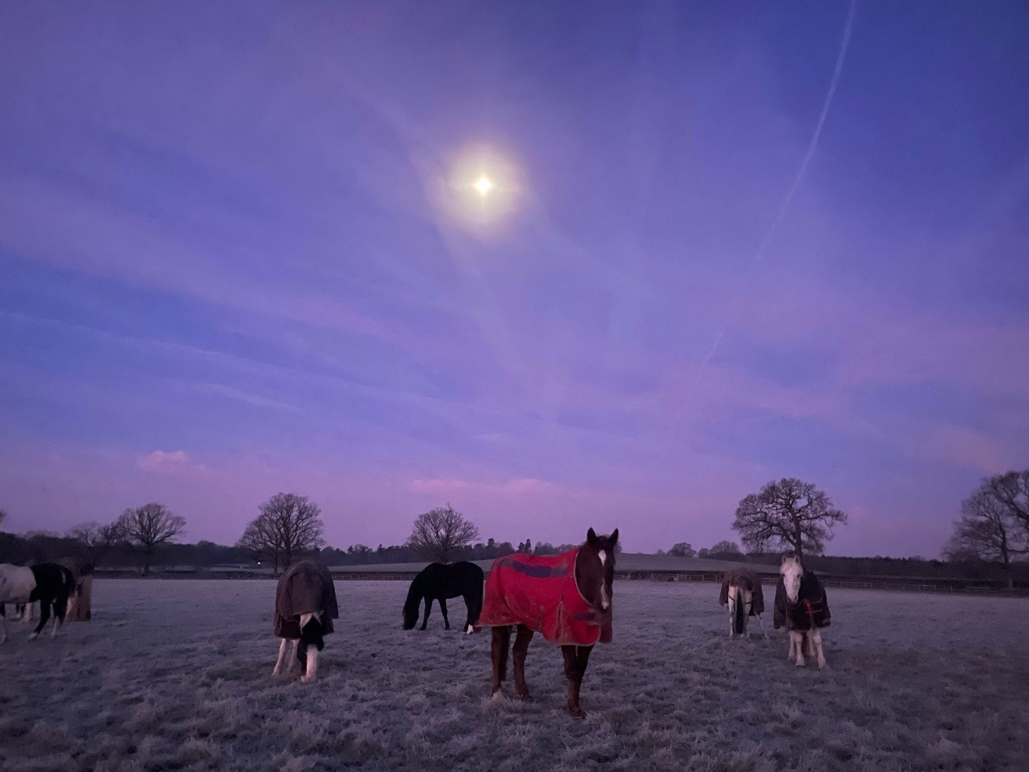 Horses in field in winter