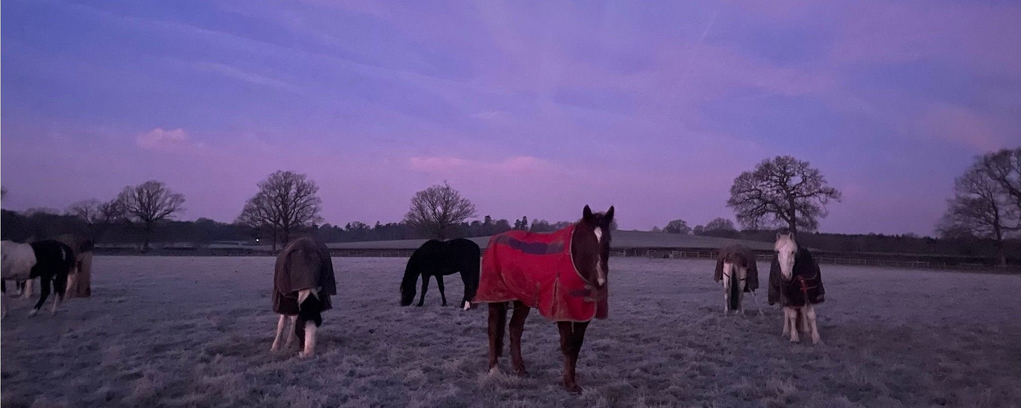 Horses in field in winter