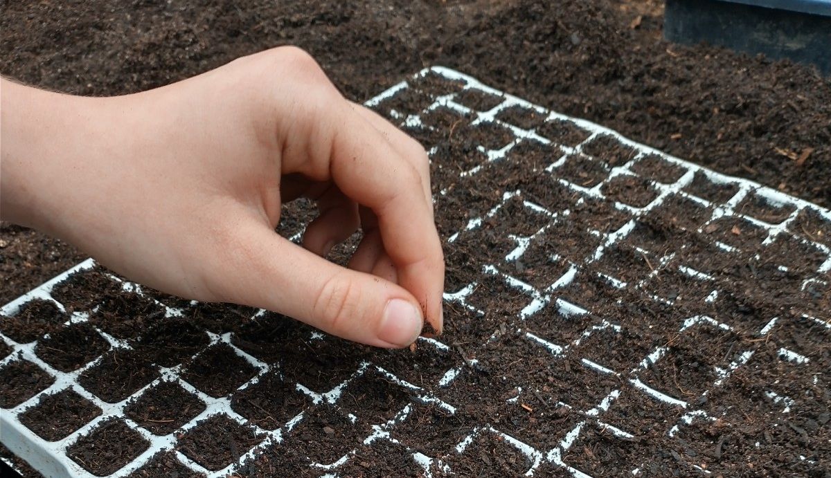 Hand with seed in soil