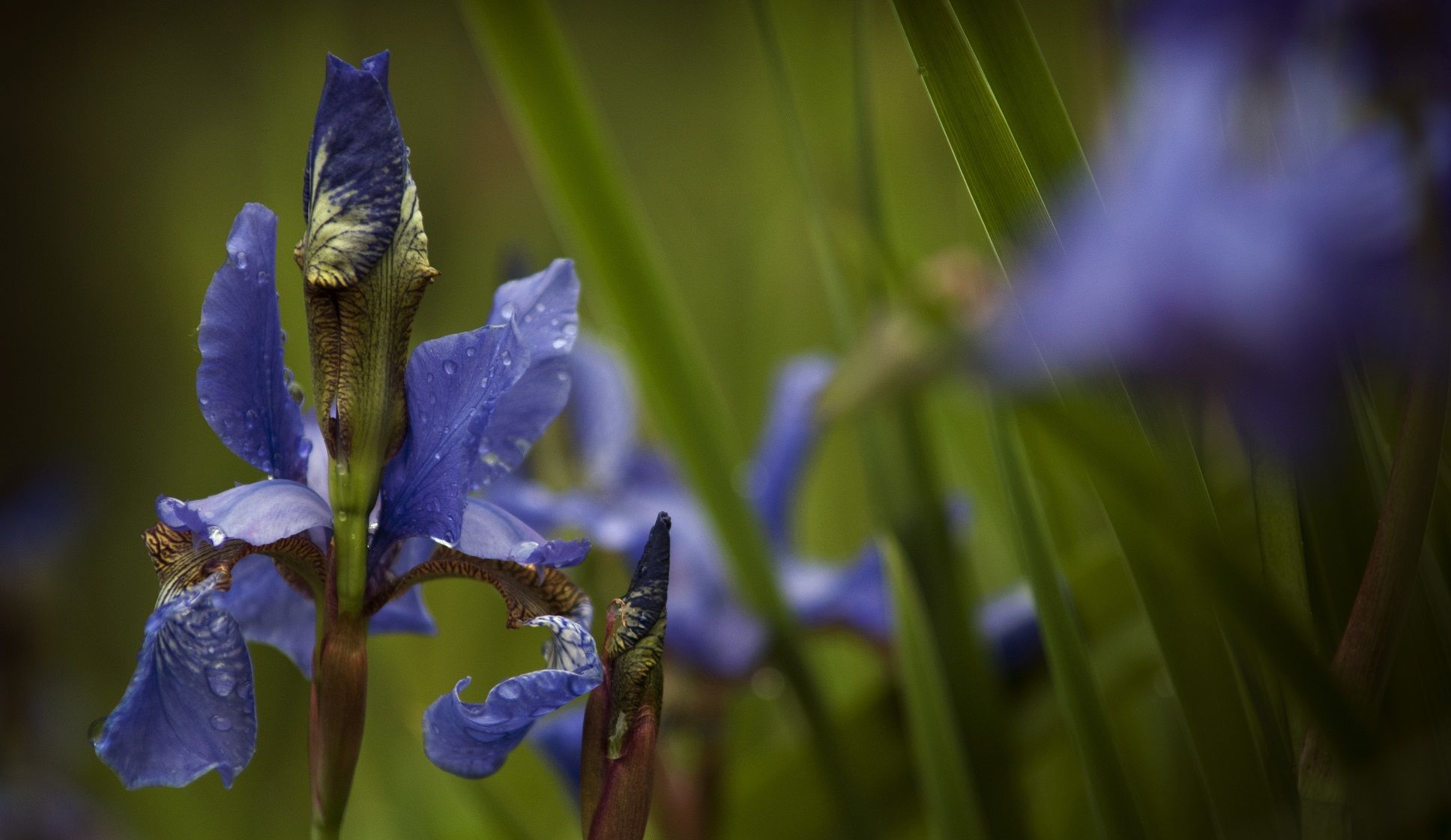 Gladioli crop small