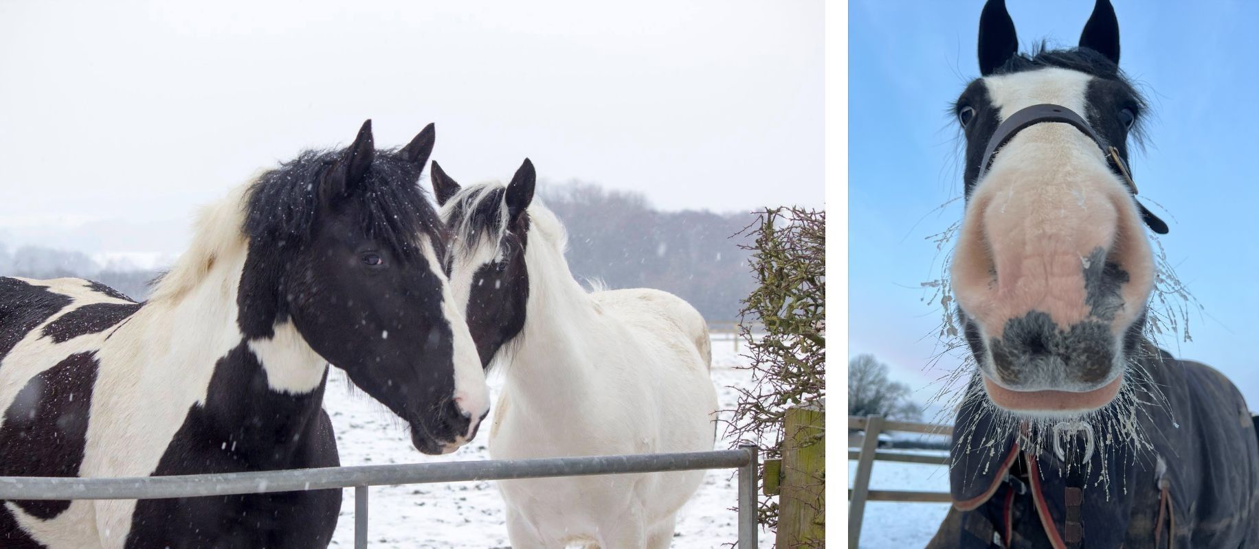 Horses in winter