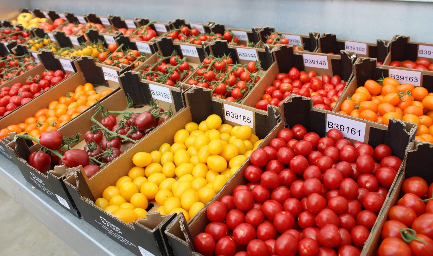 Close up of tomatoes