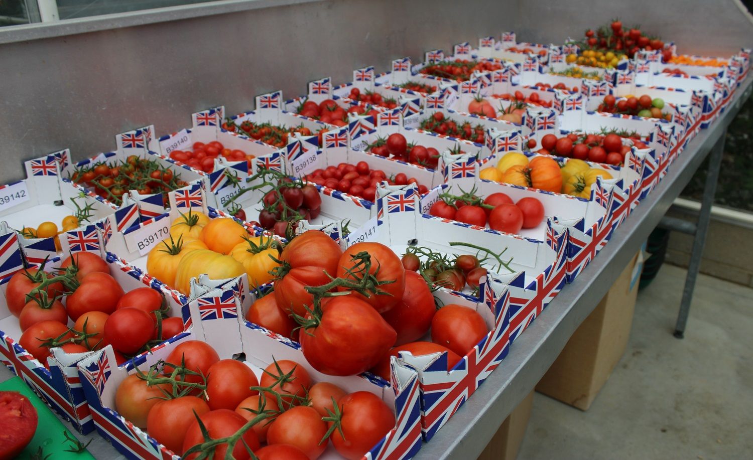 Variety of tomatoes in cardboard boxes