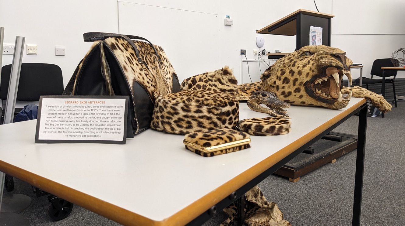 Cat skin sprawled on table