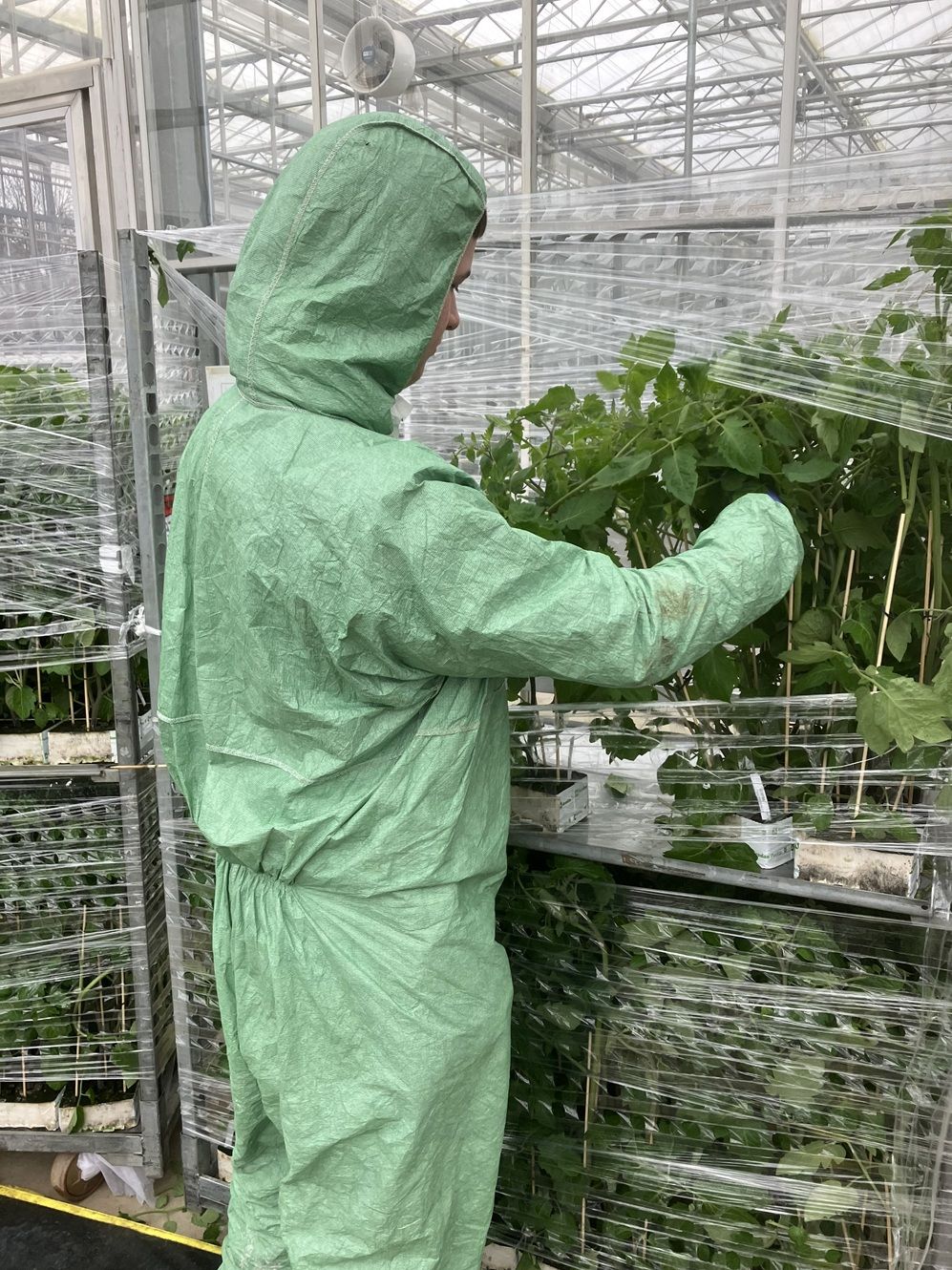 Tomato Planting 4 web